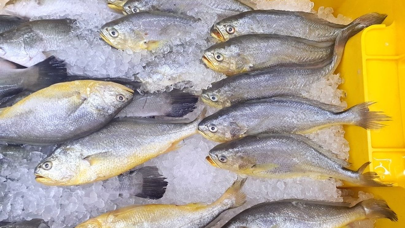 Ce este corvina, peștele din Marea Mediterană extrem de versatil și ușor de preparat. Ce gust are și cum îl poți găti acasă / Trei rețete simple și gustoase