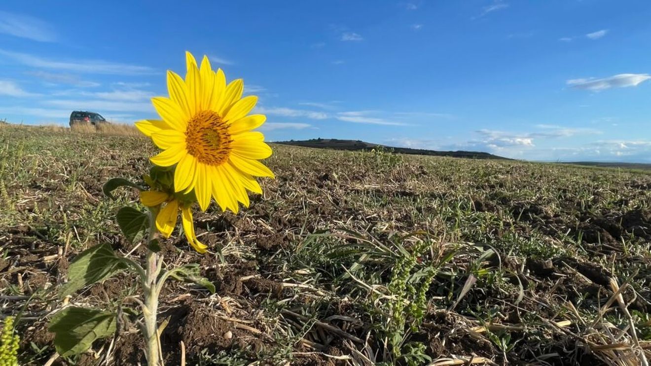 GALERIE FOTO | Cum arată câmpurile din județul Alba la început de toamnă