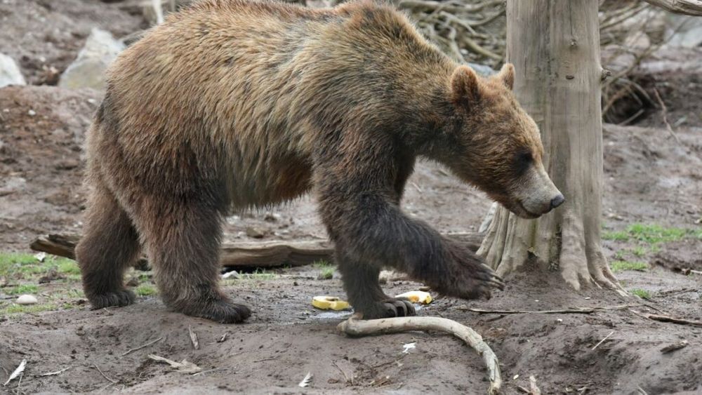 Carnea de urs brun sacrificat legal a primit acceptul de a fi servită în restaurantele din Slovacia