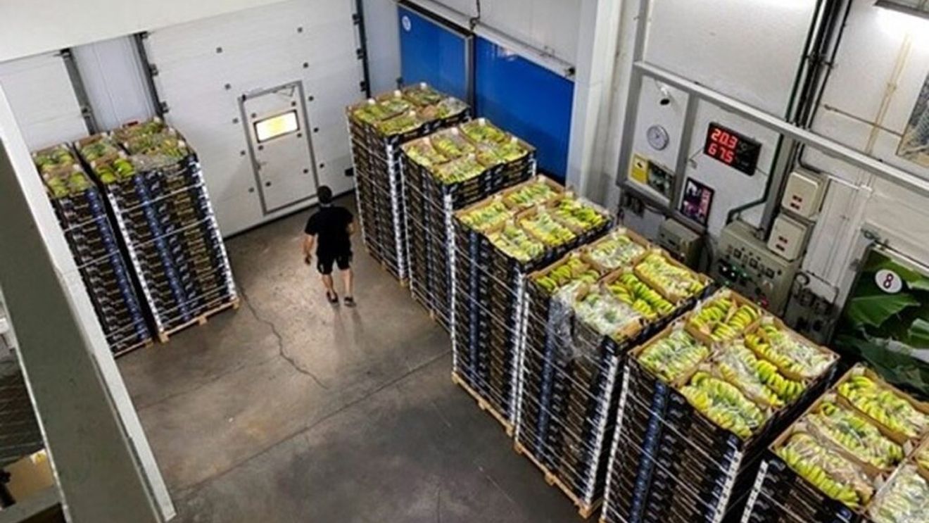 Oferta de banane din Insulele Canare, încă mult mai mare decât cererea/Criza prețurilor durează din luna iulie/Tone de banane nevândute au fost distruse
