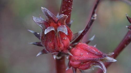 Ceaiul cu efecte pe care știința abia acum le descoperă dar pe care îl beau de secole populațiile care traversează deșertul sau trăiesc în apropierea lui