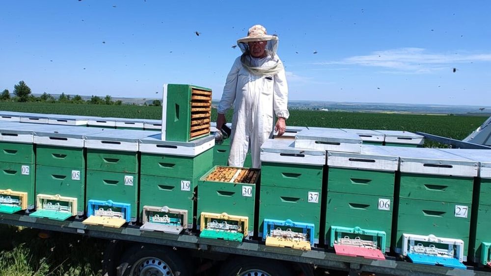 EXCLUSIV | Mierea de salcâm, o raritate în 2025: „Nu am mai văzut așa ceva în 50 de ani" / Mircea Ciocan: „Salcâmul nu a înflorit, iar unde a înflorit nu a secretat nectar”