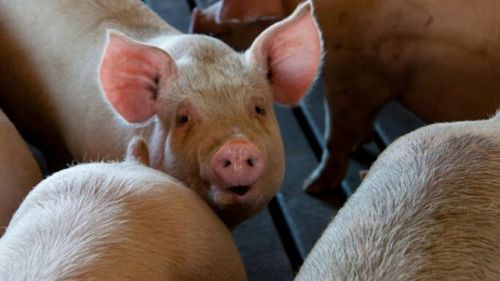 Constanţa: Focar de pestă porcină africană, confirmat la o fermă / Sunt afectate aproximativ 49.000 de exemplare din cele 20 de hale ale exploataţiei / Peste 1.200 de porci au fost ucişi