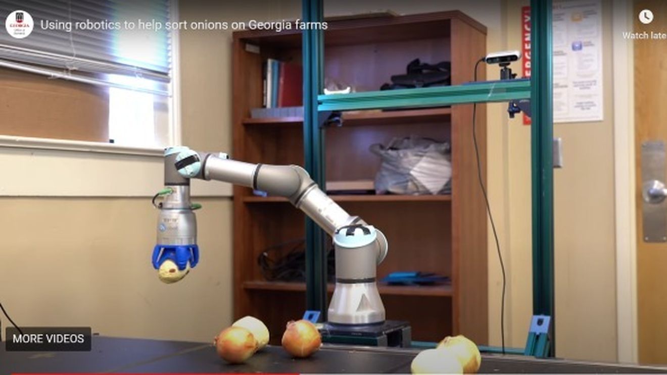 Robotul care sortează ceapa, testat în Statele Unite / „Scopul nostru nu este să-i lăsăm pe oameni fără locuri de muncă”, asigură cercetătorii