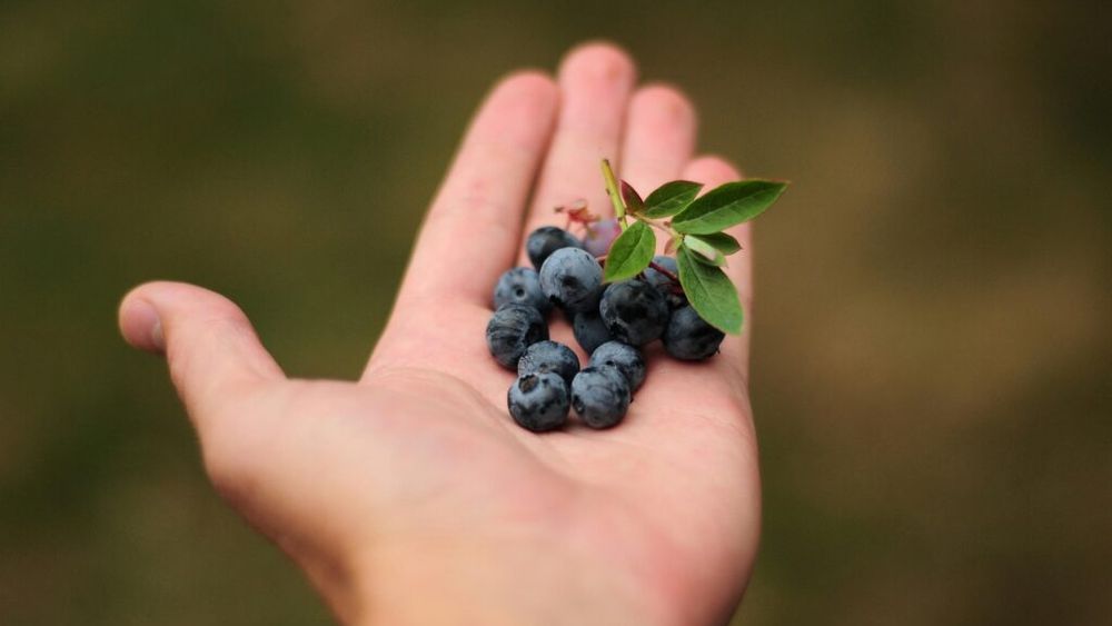 Alimentul nr.1 care ar putea preveni cancerul de colon / Un medic specializat în medicină regenerativă și longevitate spune că îl consumă zilnic pentru că este gustos, slab caloric și plin de nutrienți