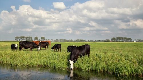 Preşedintele Comisiei de agricultură din Senat critică Guvernul pentru bugetul alocat ANSVSA: Fermierii vor fi forţaţi să plătească din propriul buzunar testele obligatorii pentru bruceloză, tuberculoză şi alte boli, costuri care se vor reflecta în preţuri mai mari pentru consumatori