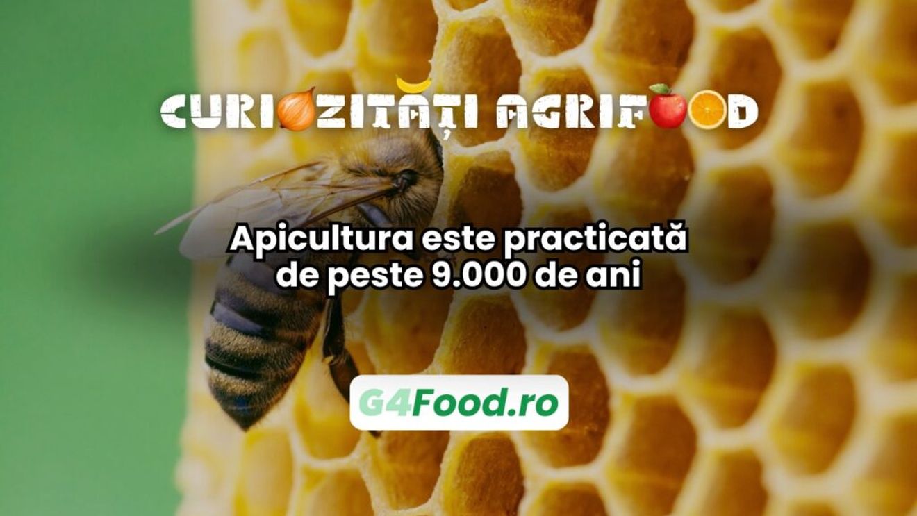 Curiozități agri-food 15 ianuarie: Apicultura este practicată de peste 9.000 de ani