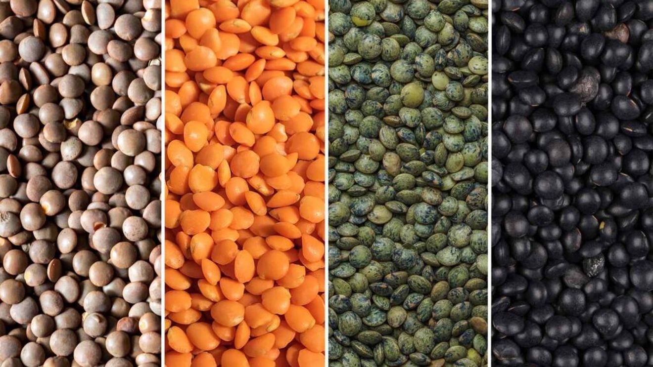 Convenția Internațională a Leguminoaselor și Culturilor Speciale 2025 / Canada înregistrează o recoltă record de linte, de 3,6 milioane tone / Principalii săi concurenți sunt Australia, Rusia și Kazahstan / Exporturile de linte din bazinul Mării Negre sunt însă, cu 30 $ pe tonă, mai ieftine!