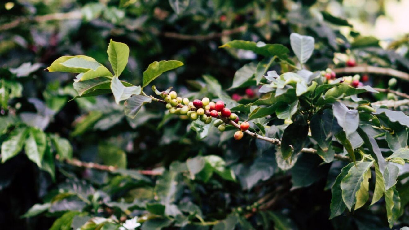 Cafeaua viitorului e aici/Un nou experiment ar putea dezvălui secretul cafelei rezistente la schimbările climatice