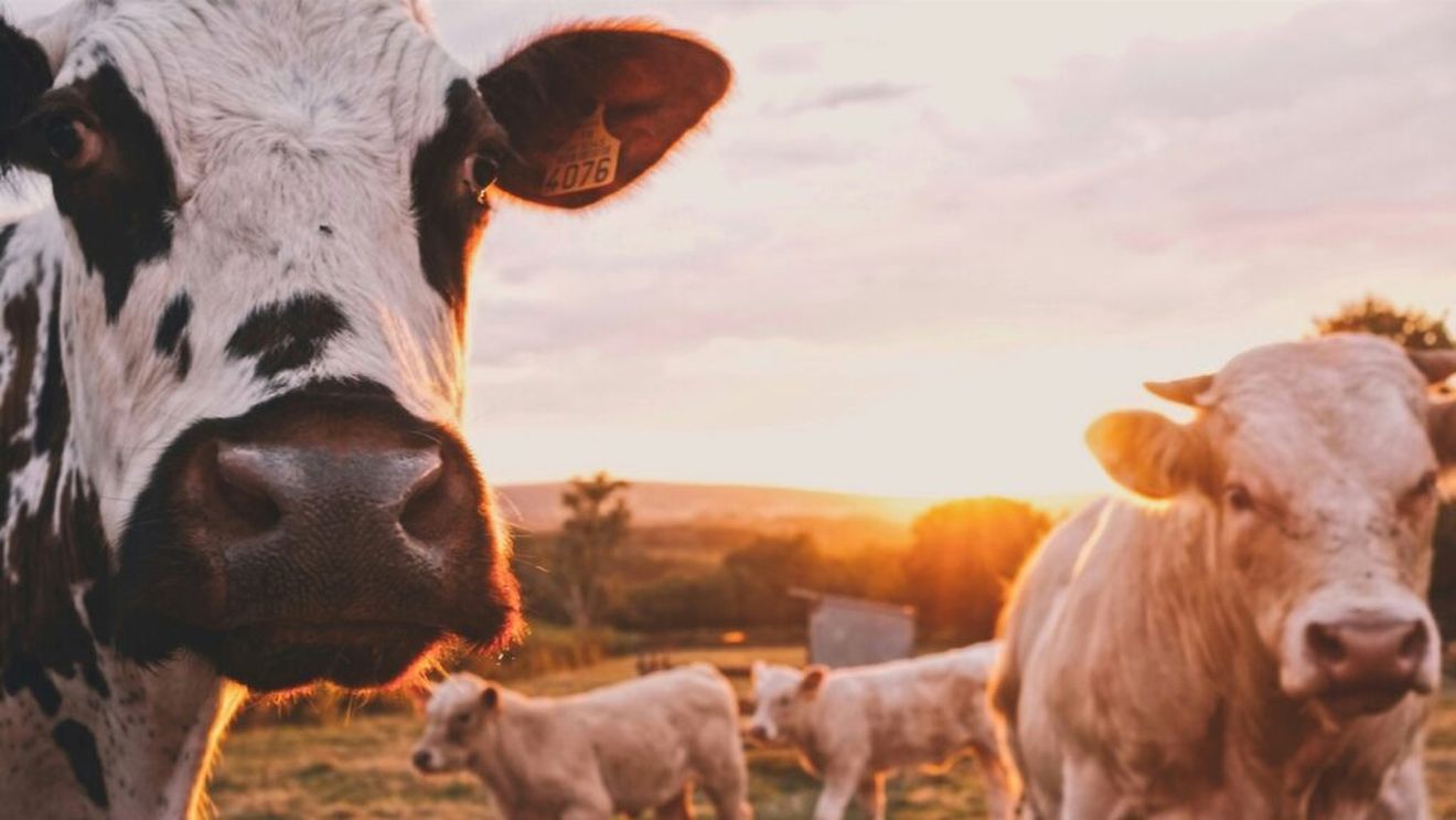 Agenţia de Plăţi şi Intervenţie pentru Agricultură a făcut plăţi de peste 60 milioane lei, în perioada 15-18 iulie