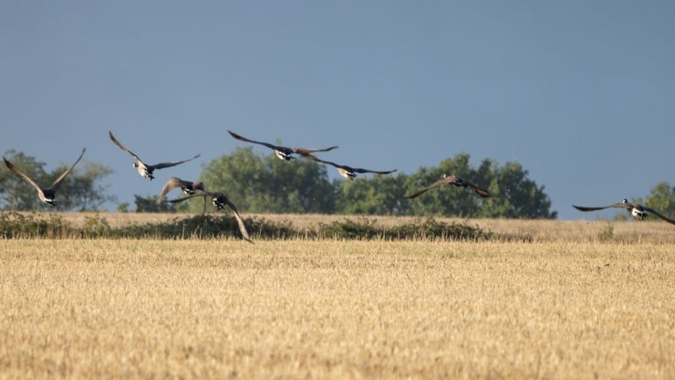 Peste 100 de hectare de grâu, distruse de gâștele sălbatice în județul Vâlcea / Fermierii cer să fie despăgubiţi