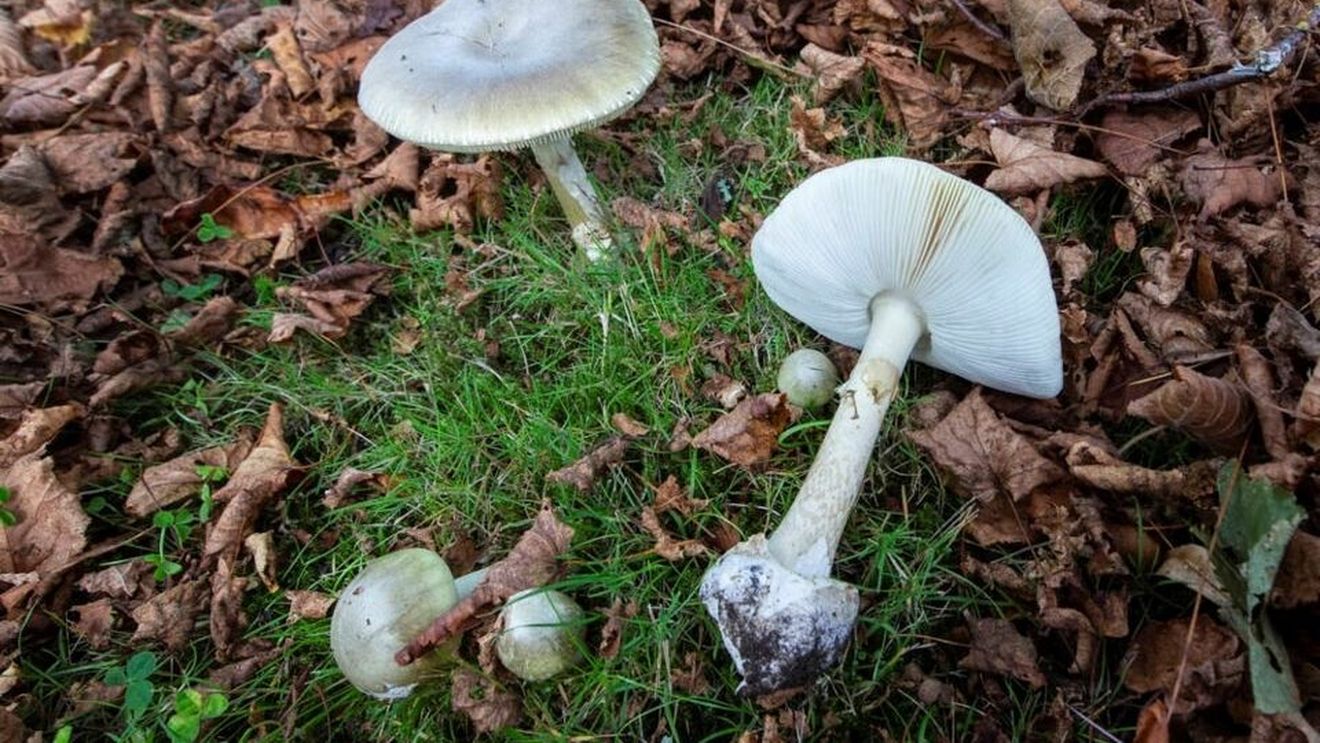 Cel puțin trei persoane au murit, iar alte trei au avut nevoie de transplant de ficat după ce au consumat ciuperci californiene, cunoscute sub numele „Capacul Morții”
