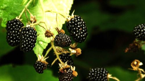 Alimente negre. Gust uimitor și beneficii extraordinare pentru sănătate. Lista include orezul, roșiile și porumbul, toate negre