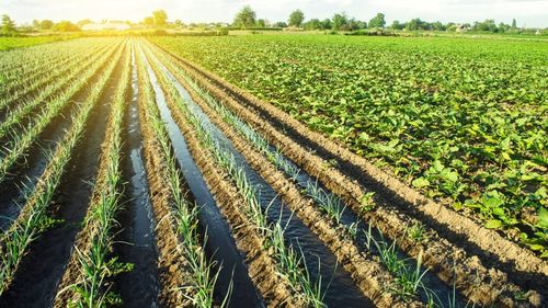 APIA va monitoriza parcelele agricole incluse în cererile de plată / Fermierii vor putea evita sancțiunile și vor fi informați din timp în legătură cu neregulile descoperite