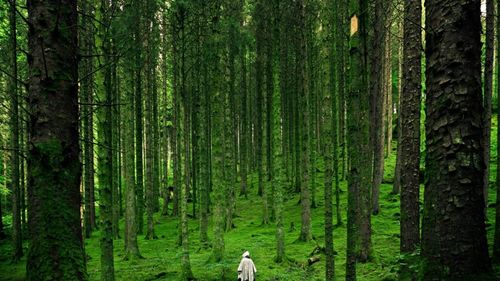 Germania cere Uniunii Europene să amâne data intrării în vigoare a directivei privind defrişările. Firmele care vând soia, carne de vită, cafea, ulei de palmier, ciocolată şi alte produse nu au avut timp să se pregătească