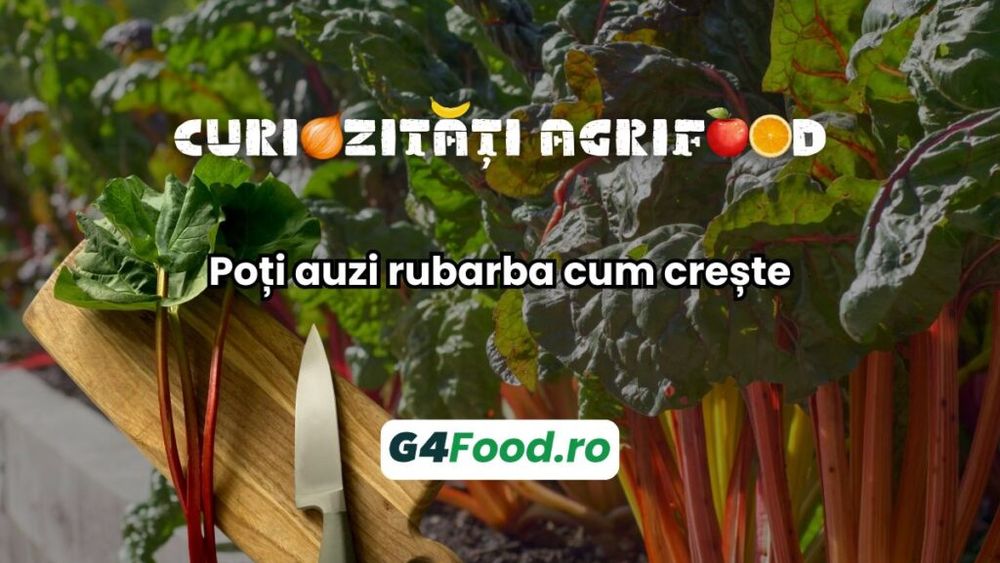 Curiozități agrifood - 11 septembrie. Poți auzi rubarba cum crește
