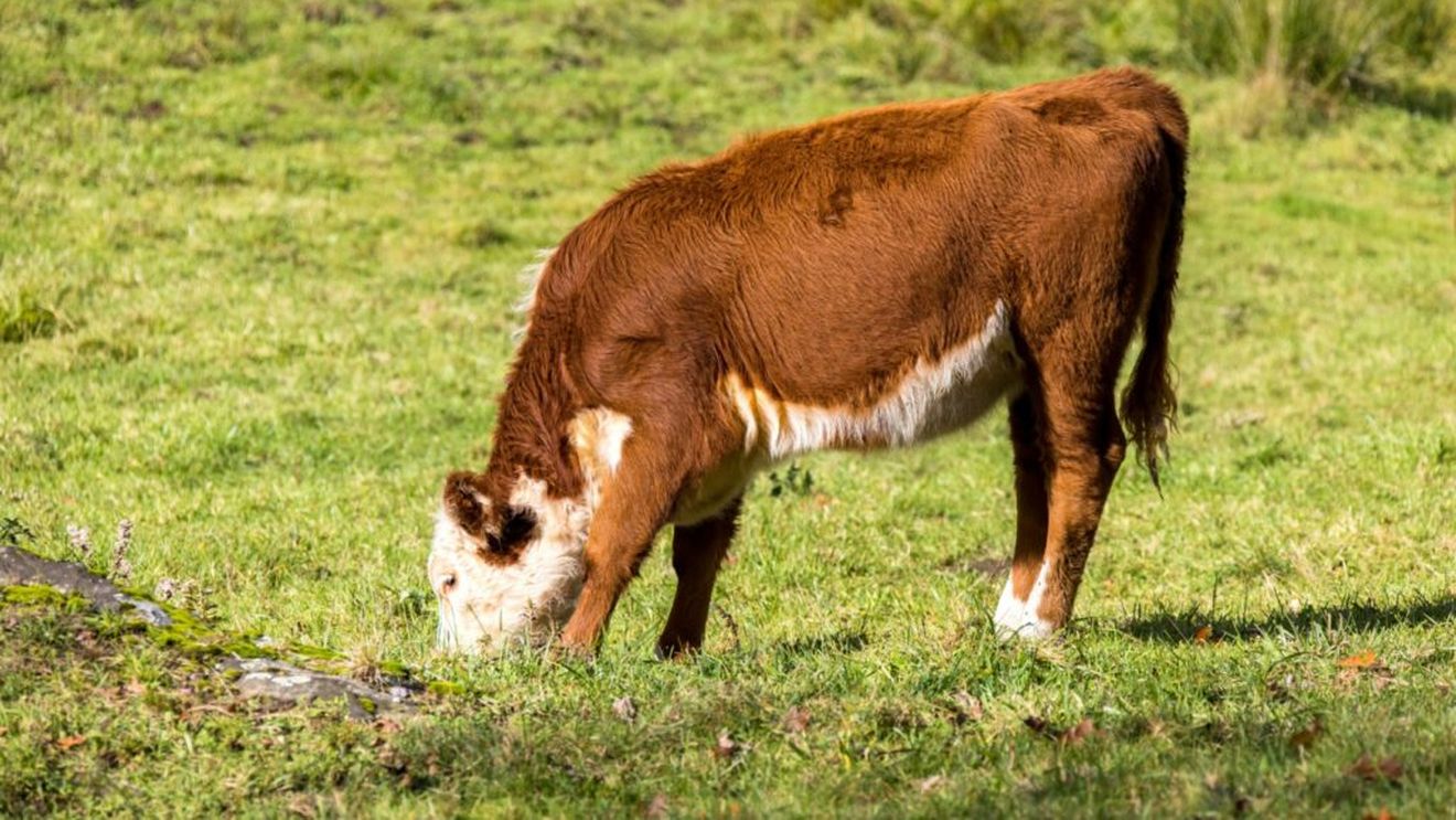 Fermier din Noua Zeelandă, judecat pentru zeci de acuzații de abuz sexual și bestialitate împotriva animalelor