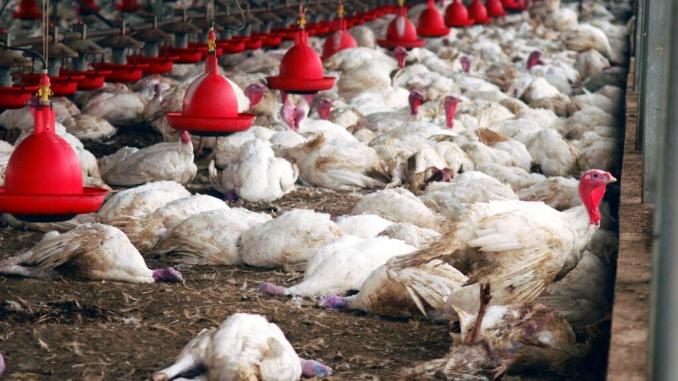 Creşterea numărului de cazuri de gripă aviară în Europa este cauzată de păsările sălbatice / Cazurile la mamifere sunt mai puţine decât în 2022 şi 2023