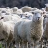 Alertă zootehnică în Mureș. Peste 2.200 de oi eutanasiate într-o lună din cauza pestei și a variolei ovine