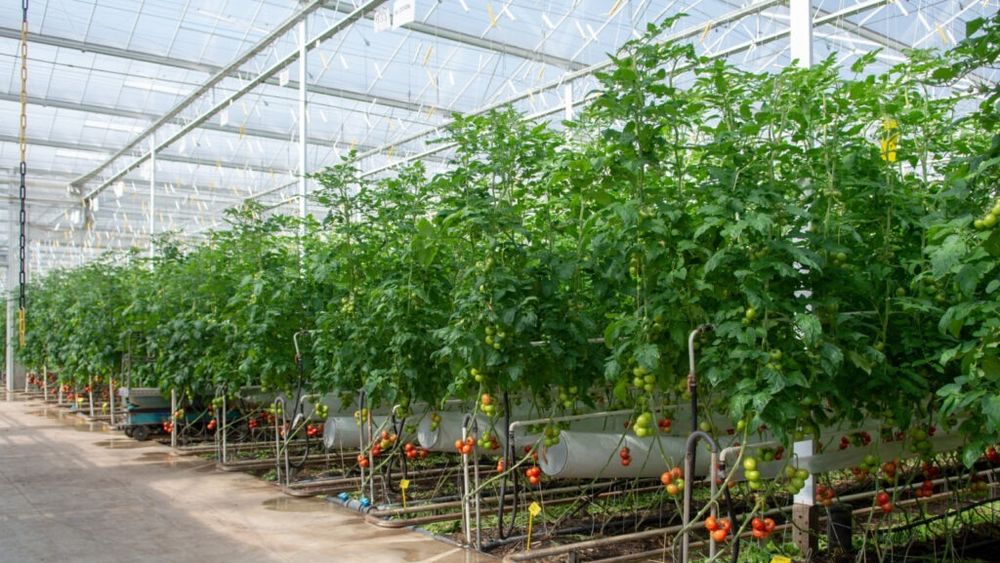 Tehnologia de ultimă oră a făcut dintr-o țară mică, Olanda, un producător major de alimente / Statul este al doilea exportator mondial, după SUA, de produse agricole ca valoare