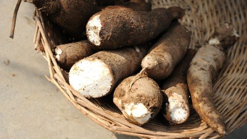 Cassava (maniocul): Trecutul periculos și viitorul promițător al unei plante toxice, dar hrănitoare - The Conversation