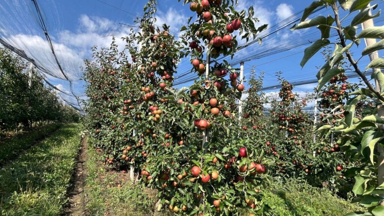 Cum a afectat seceta producțiile de legume și fructe din Mureș, mai ales în zonele neirigate / Toate s-au copt cu o lună mai rapid