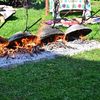 FOTO | „Cultura țestului din Oltenia”, primul pas spre UNESCO. Tradiția care poate susține turismul și gastronomia rurală / „Suntem datori să îl predăm către generațiile viitoare”