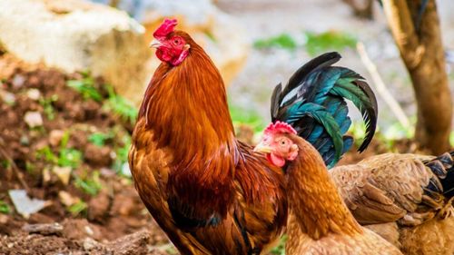 Carne de pui vs carnea de porc/ Singurul sector din România care produce 100%