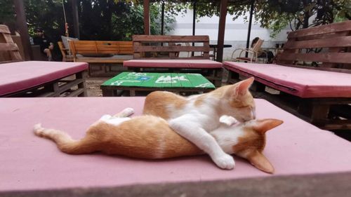 La Pisici: cafeneaua din Timișoara unde poţi savura o băutură și îmbrățișa o pisică. Loc creat pentru salvarea felinelor abandonate