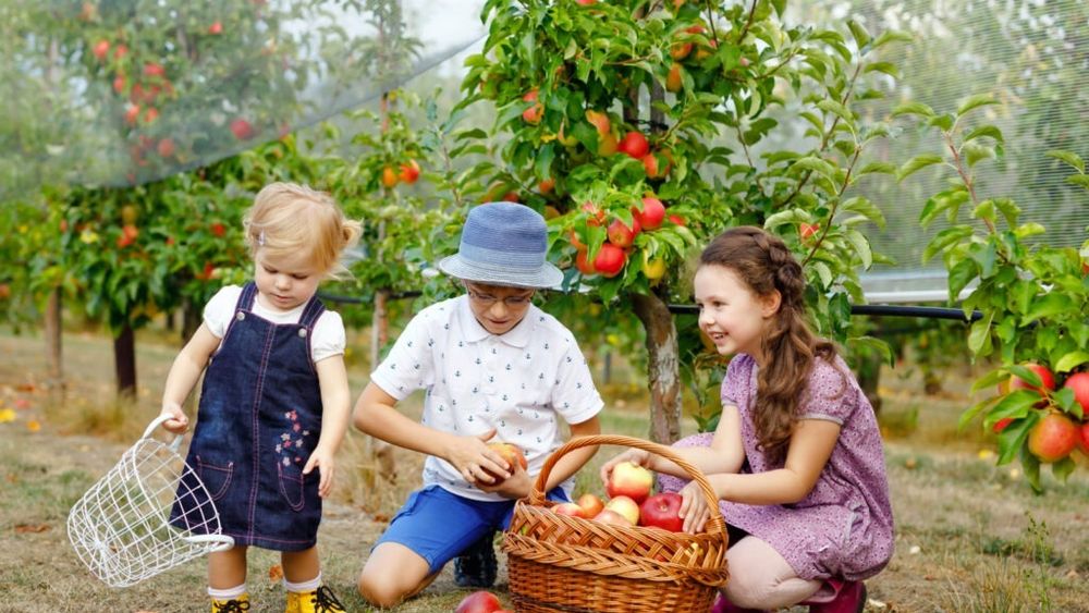 Ordinul ANSVSA privind funcţionarea Gospodăriei Ţărăneşti va încuraja producţia de alimente tradiţionale, susține Asociaţia BIO România