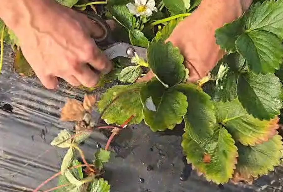 Frunzele uscate sau bătrâne se taie