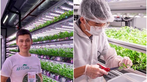 Fermele viitorului: Cum reușește Singapore să producă alimente fără teren agricol / Statul nipon vrea să producă pe plan local 30% din necesarul național de alimente până în 2030