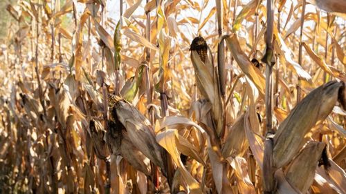 Culturile de porumb și floarea soarelui, afectate de secetă/Ministerul Agriculturii anunță că în curând începe plata despăgubirilor 