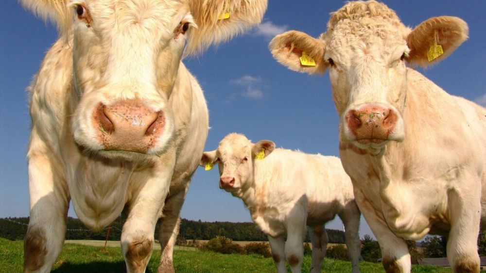 „Evoluţie îngrijorătoare”: 25 de focare noi de leucoză la bovine au fost confirmate în doar zece zile, în județul Arad