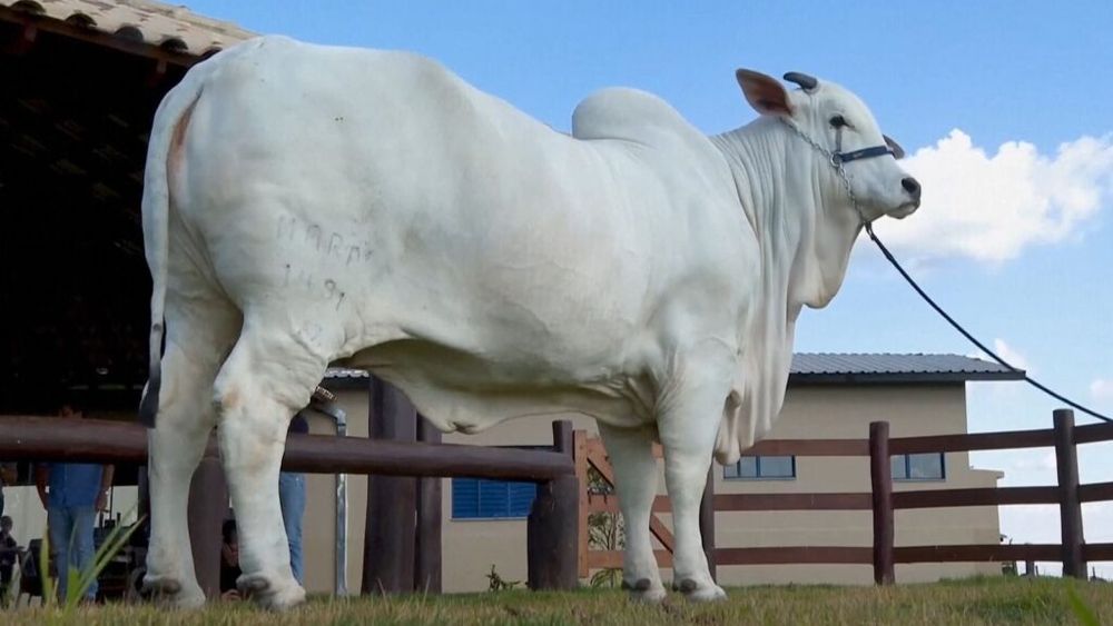 Brazilia dezvăluie o super-vacă de 4 milioane de dolari, de două ori mai cărnoasă decât altele din rasa ei / Viatina-19, ale cărei ovule se vând pentru 250.000 de dolari, va fi clonată