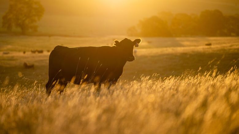 Seceta și canicula afectează culturile agricole din Europa. România, printre țările lovite de lipsa ploilor