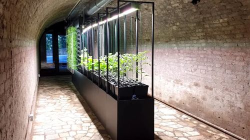 Grădina de zarzavaturi din catacombă