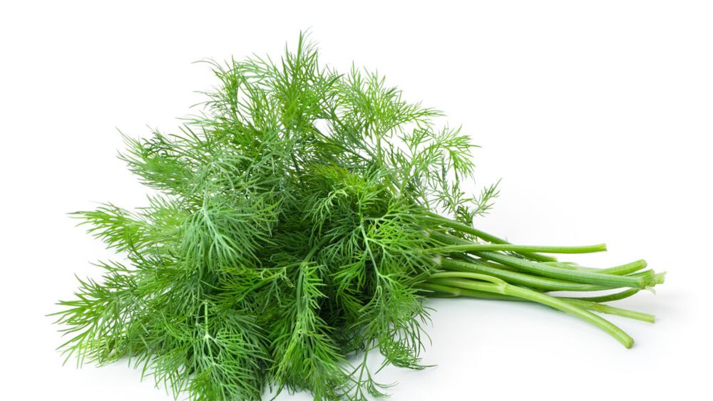 Cum să păstrezi mărarul proaspăt săptămâni întregi / Trucul simplu care schimbă complet modul de depozitare
