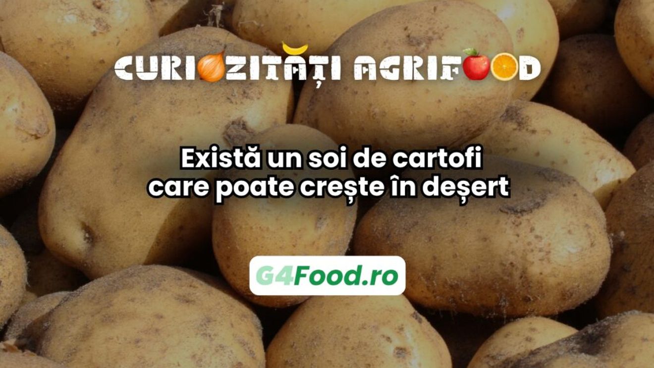 Curiozități agri-food 11 februarie / Există un soi de cartofi care poate crește în deșert / Proiectul a fost inspirat de ideea de a cultiva cartofi pe Marte