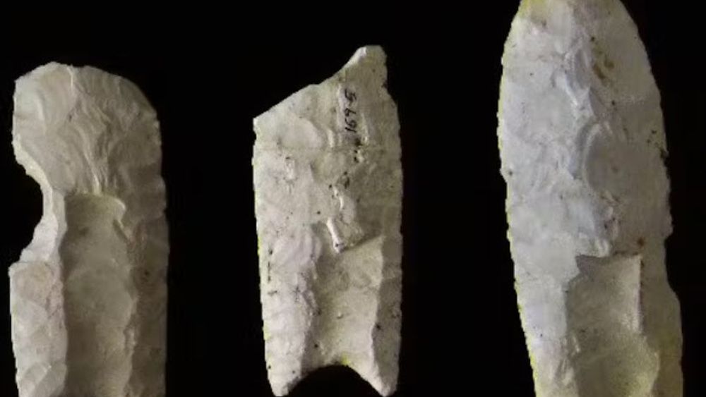 Unelte din oase de elefant şi de hipopotam, realizate de hominizii pre-sapiens/ Erau folosite, probabil, pentru a tăia, rupe sau sfărâma carcase şi carne de animale