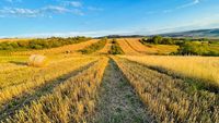 Țara care va oferi terenuri pentru activități agricole tinerilor, femeilor și celor care doresc să intre în rândul fermierilor