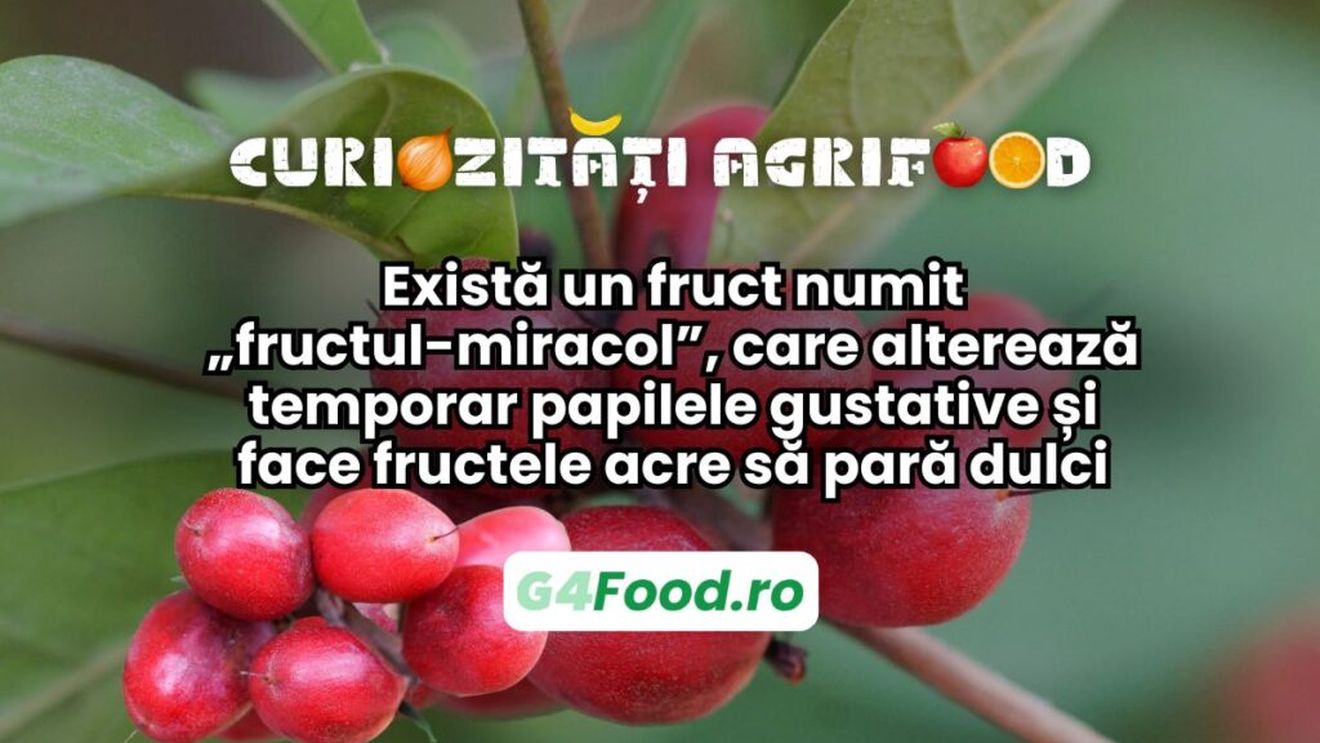 Curiozitate agri-food: există un fruct numit „fructul-miracol”, care alterează temporar papilele gustative și face fructele acre să pară dulci