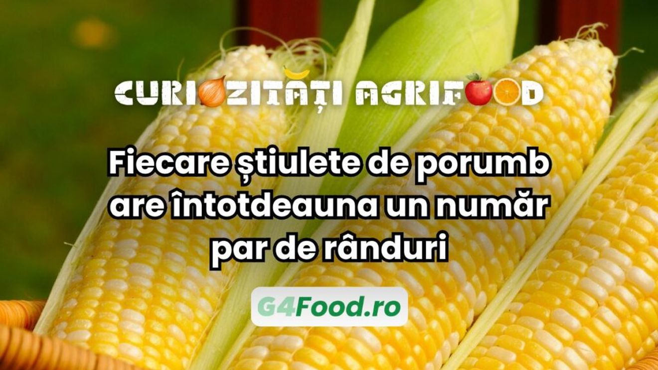 Curiozitate agri-food: Fiecare știulete de porumb are întotdeauna un număr par de rânduri / Excepțiile pot fi cauzate de mutații genetice sau polenizări incomplete