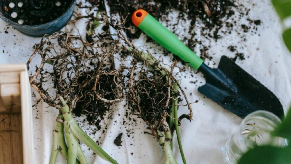 FOTO | Protecție și îngrijire pentru pomi sănătoși: ce produse nu trebuie să lipsească din grădină (analiză la raft)