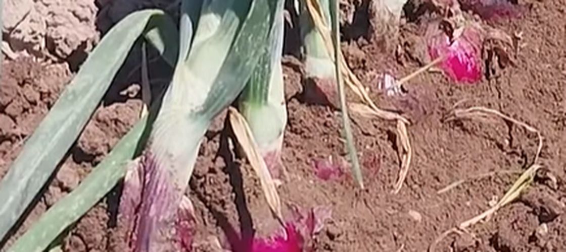 Noua ceapă roșie „blândă” care ar putea schimba piața: 14 ani de cercetare pentru un gust mai delicat