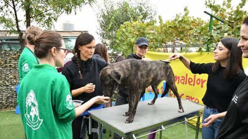 Producătorul de hrană pentru animale de companie Mars anunță că a făcut donații de peste 1,5 milioane de lei în 2024 în România
