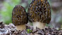Ce trebuie să știi despre ciupercile de primăvară / Diferența dintre ciupercile de toamnă și cele care apar primele, imediat ce se încălzește vremea