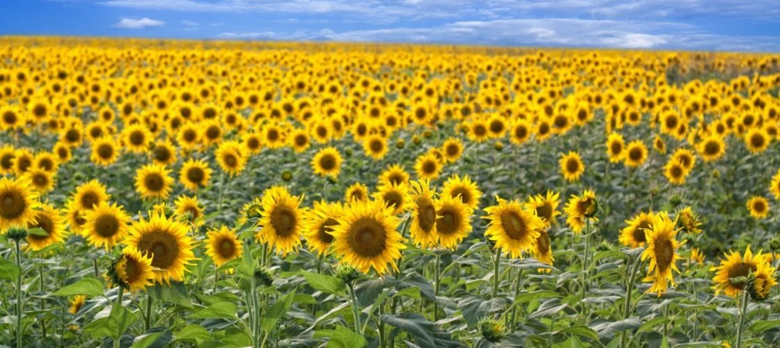 Fermierii ucraineni contestă prioritizarea oleaginoaselor la export / UAC avertizează că cerealele ar putea rămâne în depozite, iar veniturile producătorilor ar scădea