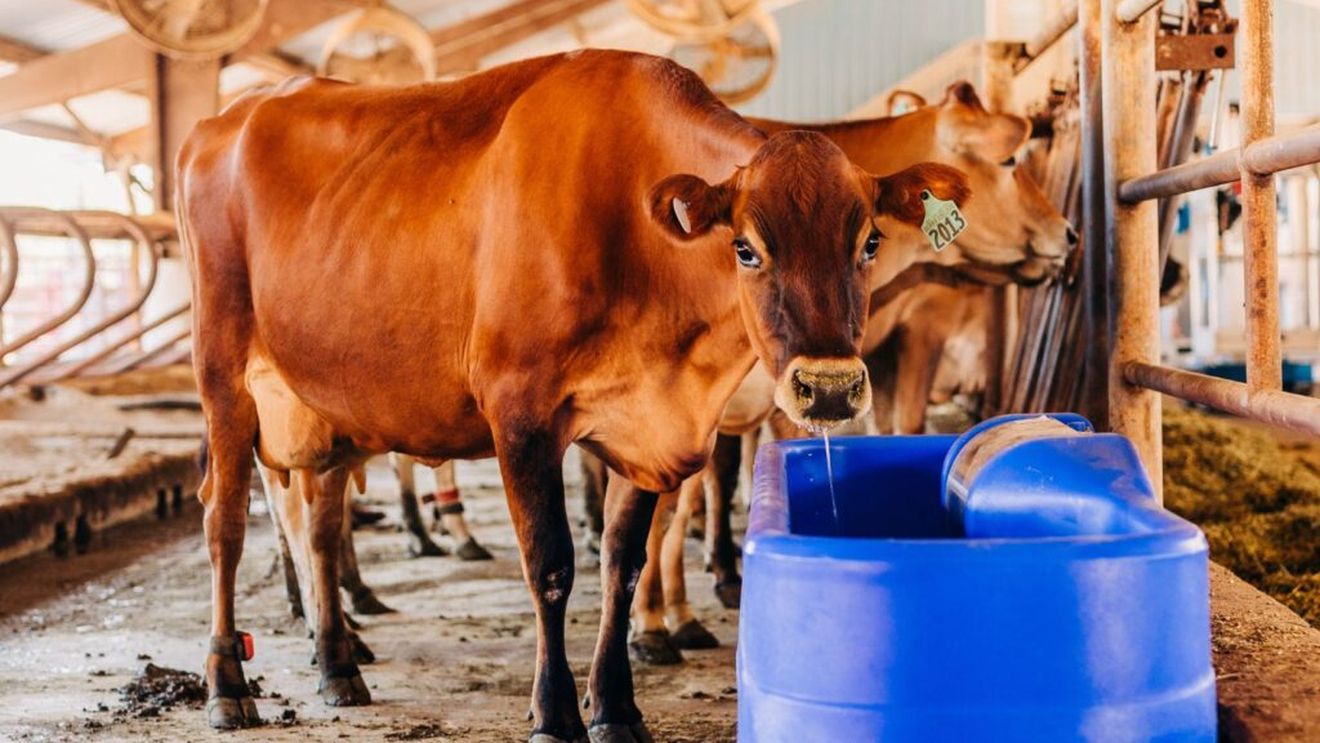 Vine canicula! De câtă apă au nevoie animalele din gospodărie