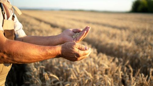 Dimensiunea și tendințele pieței globale de semințe comerciale: Semințele modificate genetic (OMG) încep să domine piața globală / Porumbul tolerant la căldură, orezul rezistent la inundații și culturile care pot supraviețui în soluri saline, cele mai atractive culturi